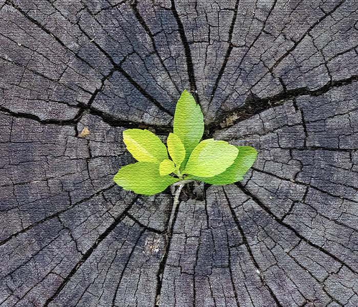 Read more about the article Opening to possibility